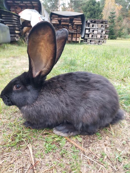 Kroliki Olbrzym belgijski