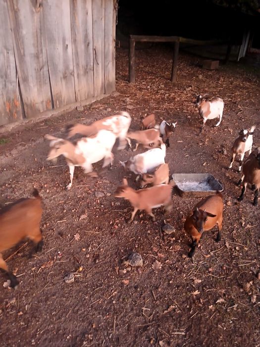 Cabras anãs machos e fêmeas