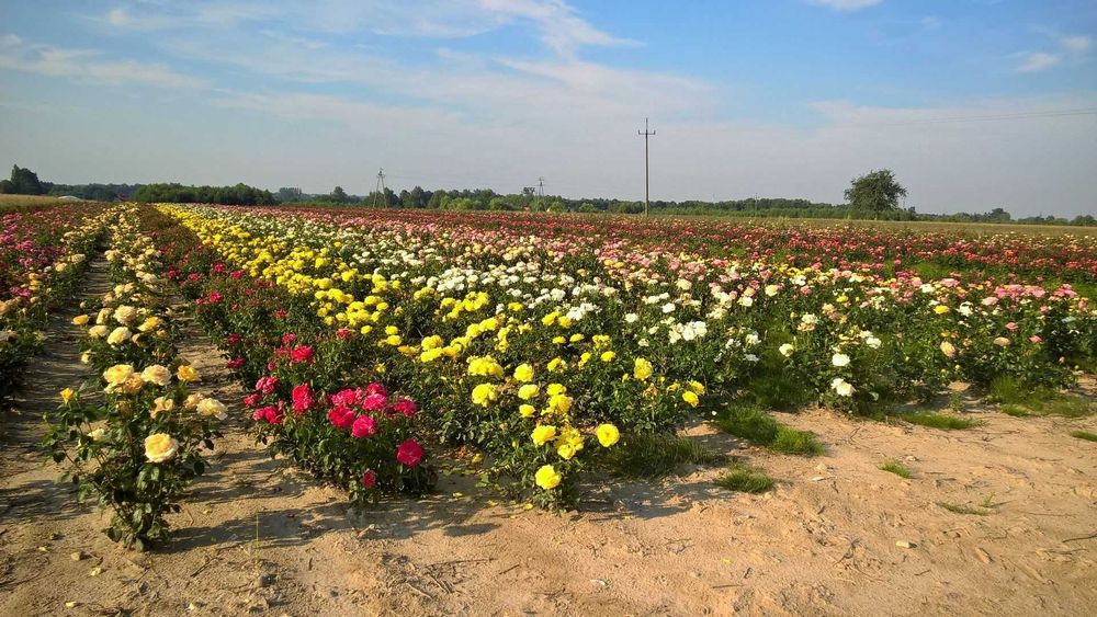 Krzewy róż, róże - szkółka -producent