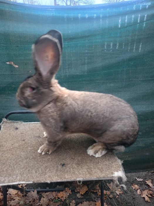 Sprzedam samca rasy Bos