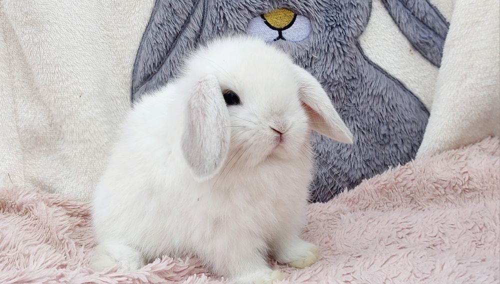 Królik mini lop baranek miniaturka karzełek teddy