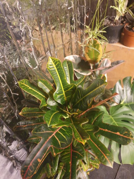 Реанімація рослин/ реанимации растений