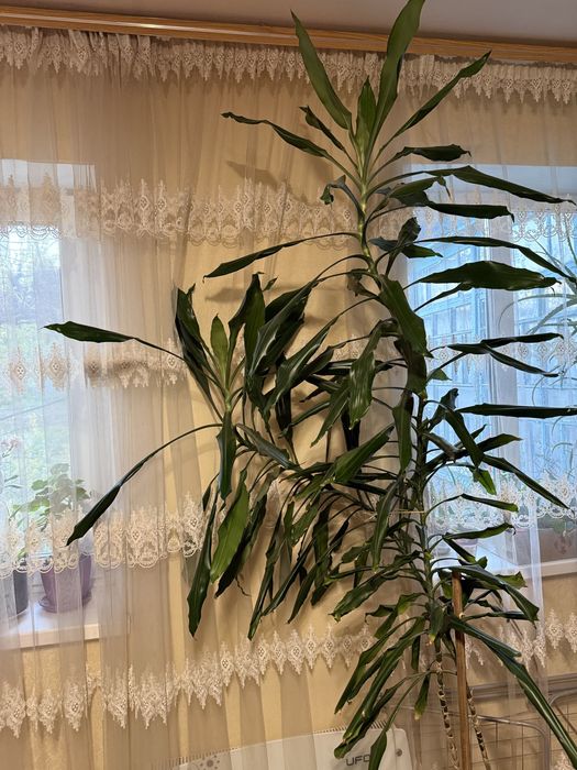 Продам пальму Драцена Dracaena