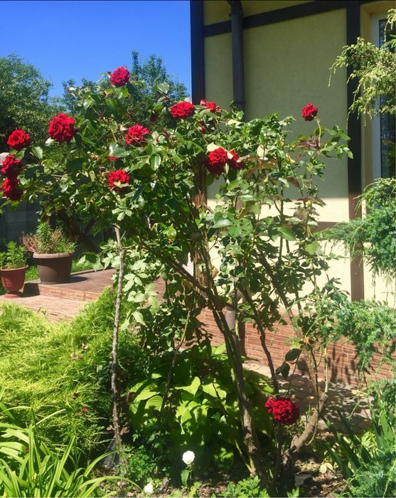 Оренда Будинка Осокорки м. Славутич 2 км