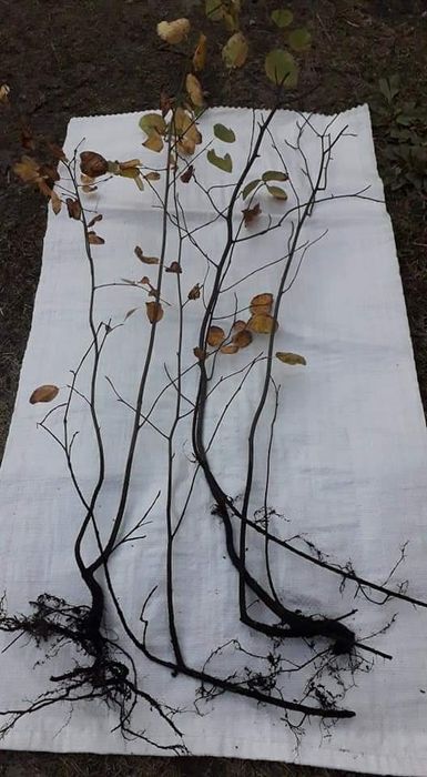 Ірга звичайна широколиста -канадська