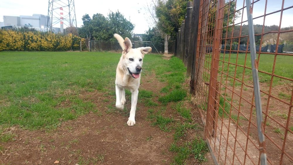 O melhor cão do mundo