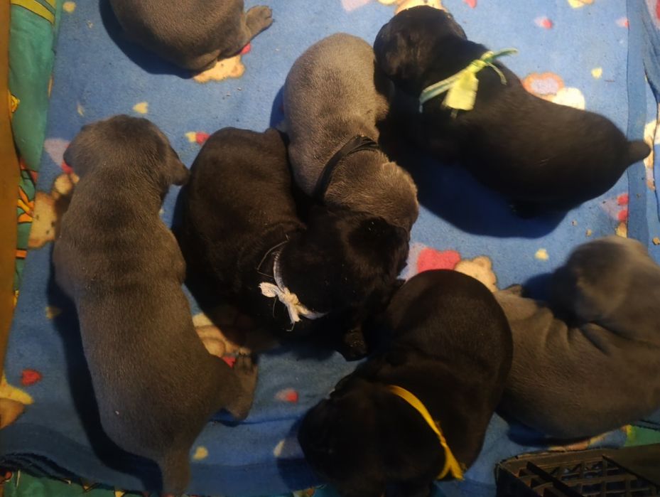 Щенки Кане корсо