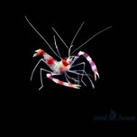 Krewetka Stenopus Hispidus