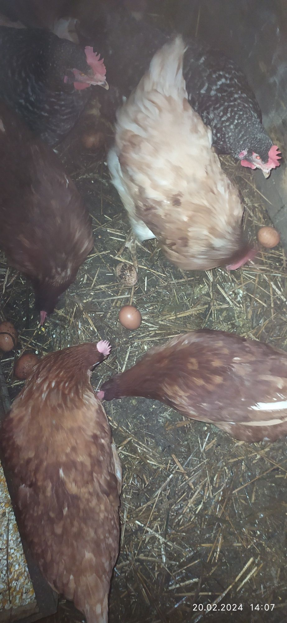 Продам домашніх курей .