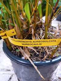 Bambus Phyllostachys Aureosulcata f. "Aureocaulis"
