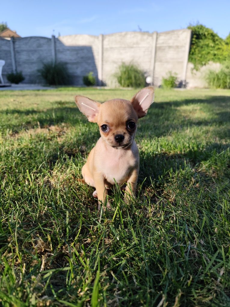 Beżowa dziewczynka chihuahua
