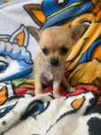 Chihuahua śliczna sunia