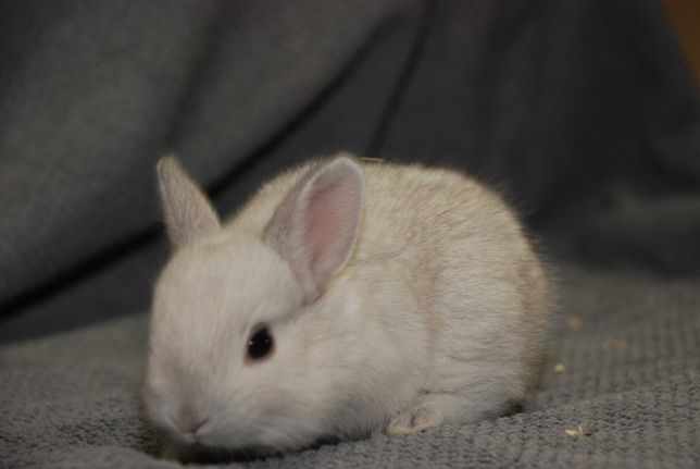 Крольчата микро- декоративный кролик