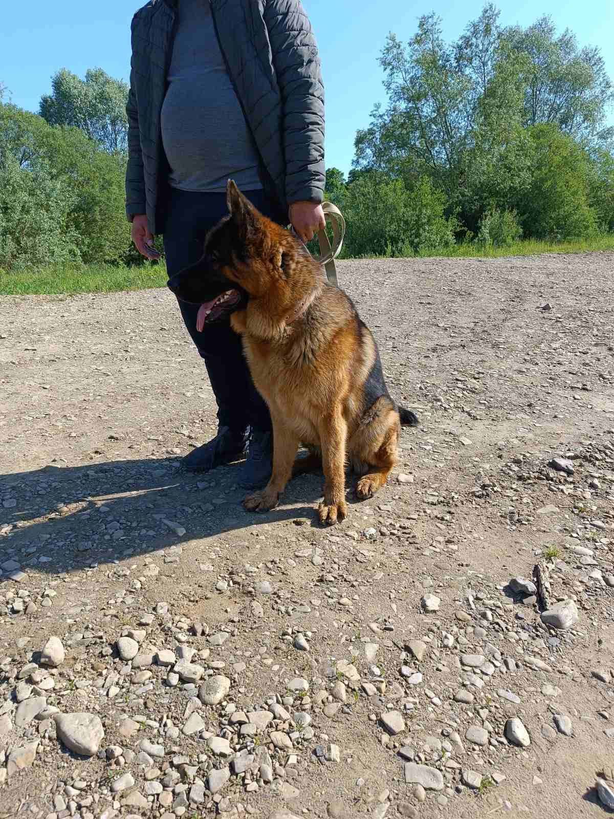 В'язка кобель німецька вівчарка