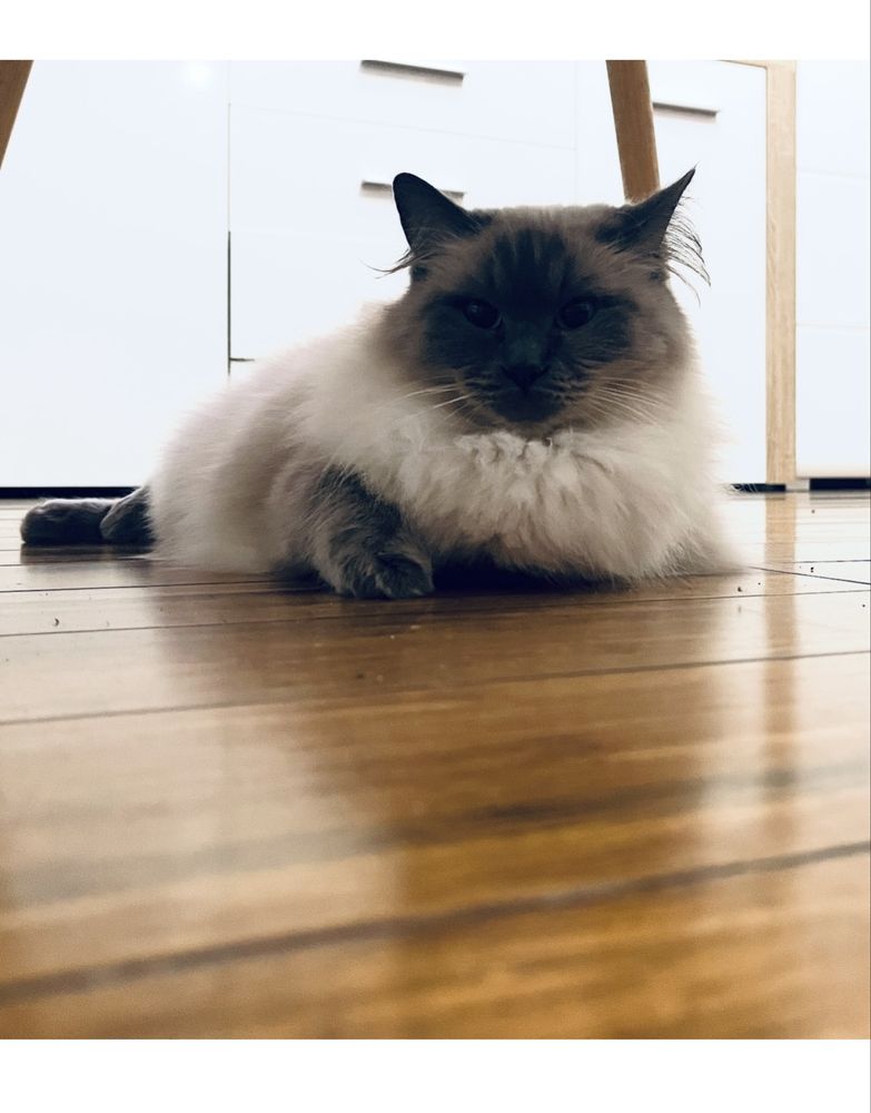 Śliczna kotka ragdoll