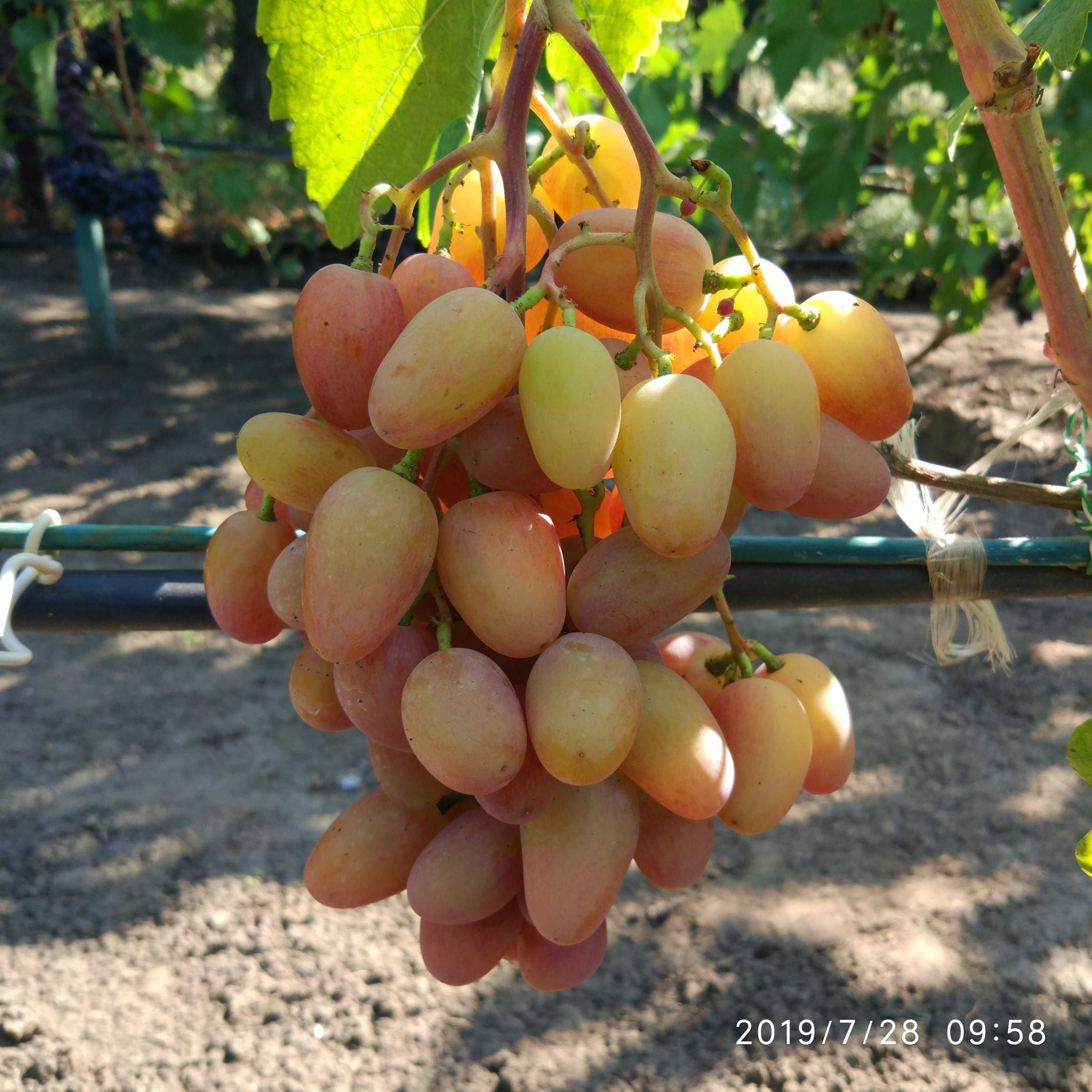 Продажа саджанців винограду