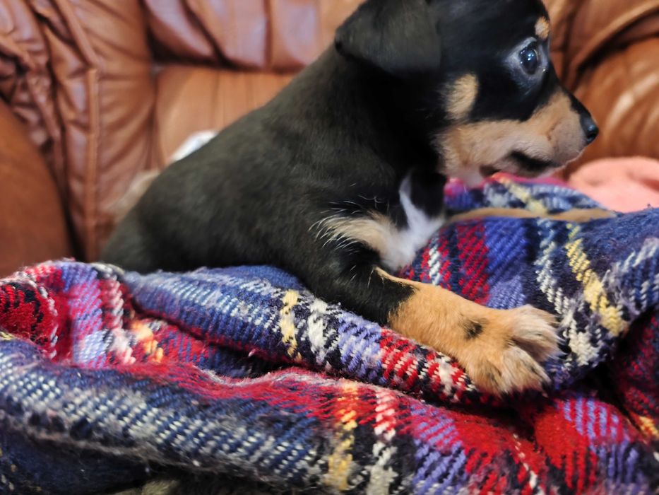 Pincher miniatura alemão