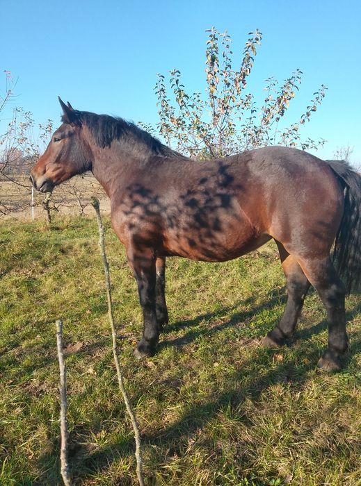 Konie klacz źrebica