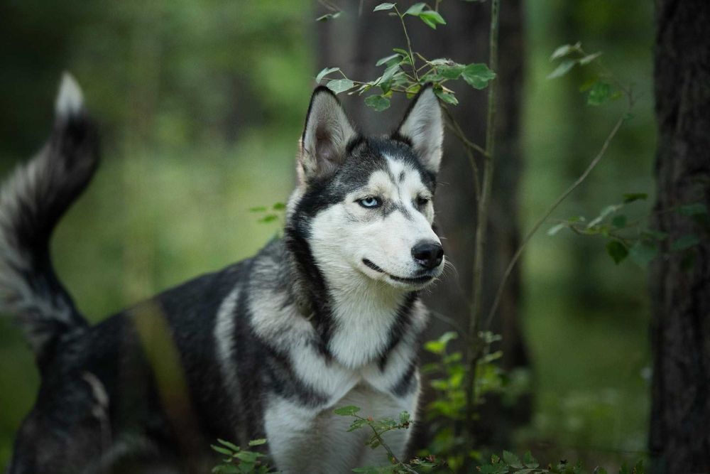 Hodor 5-miesięczny szczeniak husky szuka aktywnego domu