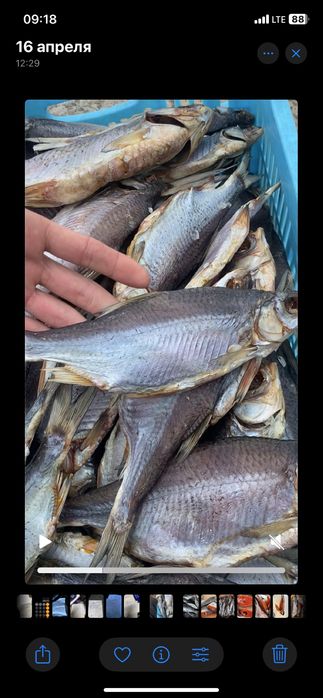 Тарань,Судак,Окунь,Лещ,Оптовые цены на розницу