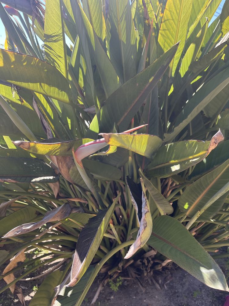 Estrelicias (planta)