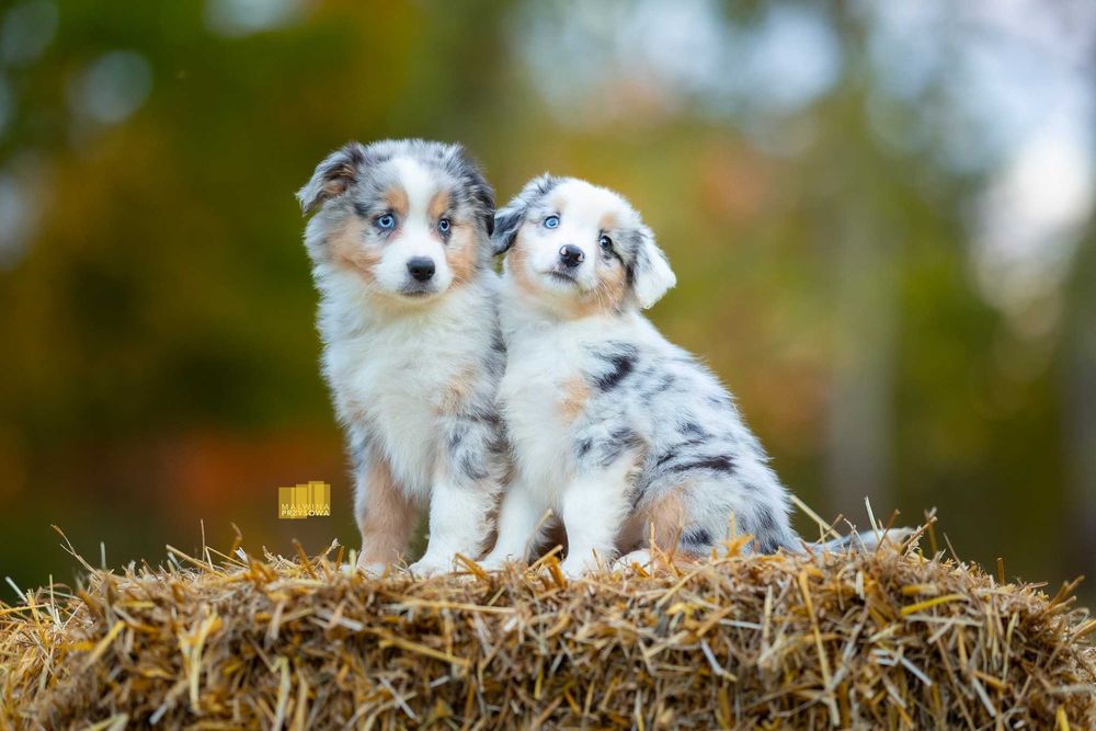 Miniaturowy Amerykański Owczarek (Miniaturowy Australijski Owczarek)