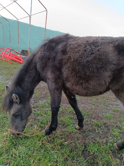 Sprzedam kuca, ogier