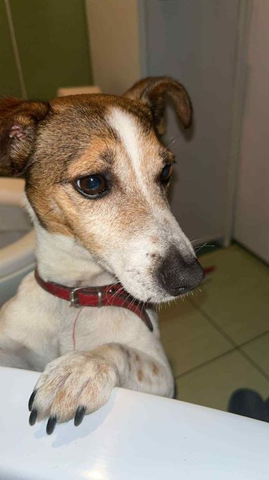 Oddam w dobre ręce Jack Russell Terrier