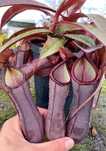 Непентес Nepenthes rebecca