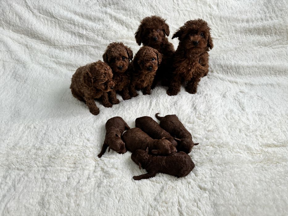 Супер яскраві дітки тойпуделя