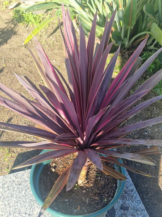 Cordyline Fruticosa (Dracena Vermelha) – Planta Ornamental Tropical