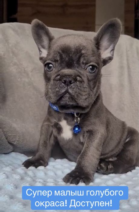 Элитный голубой французик