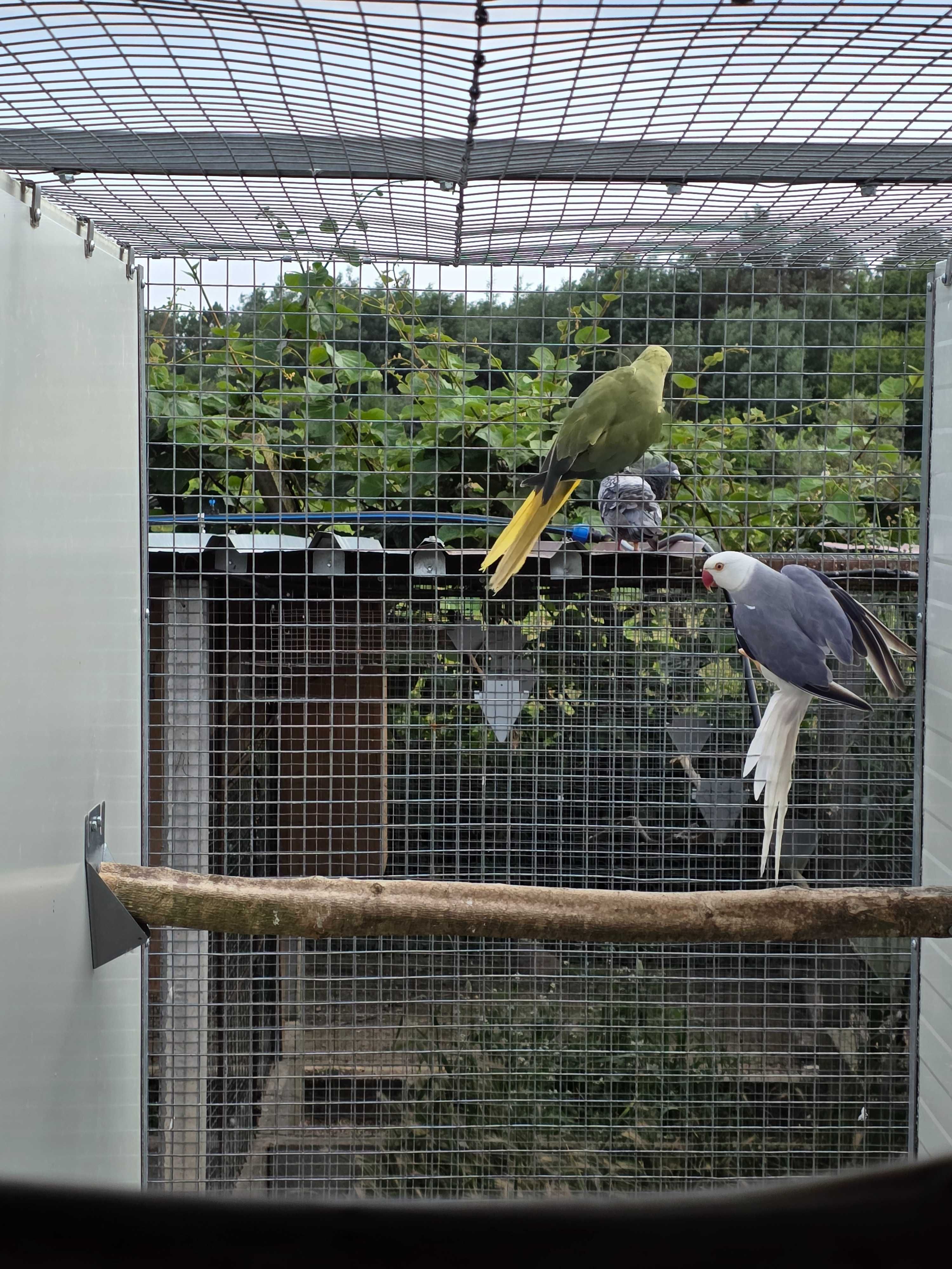 Cedo ring necks  (psittacula kremeri )