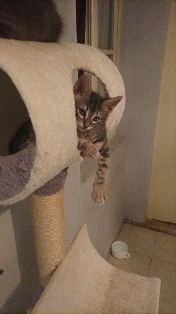 Gatinhas para adocao