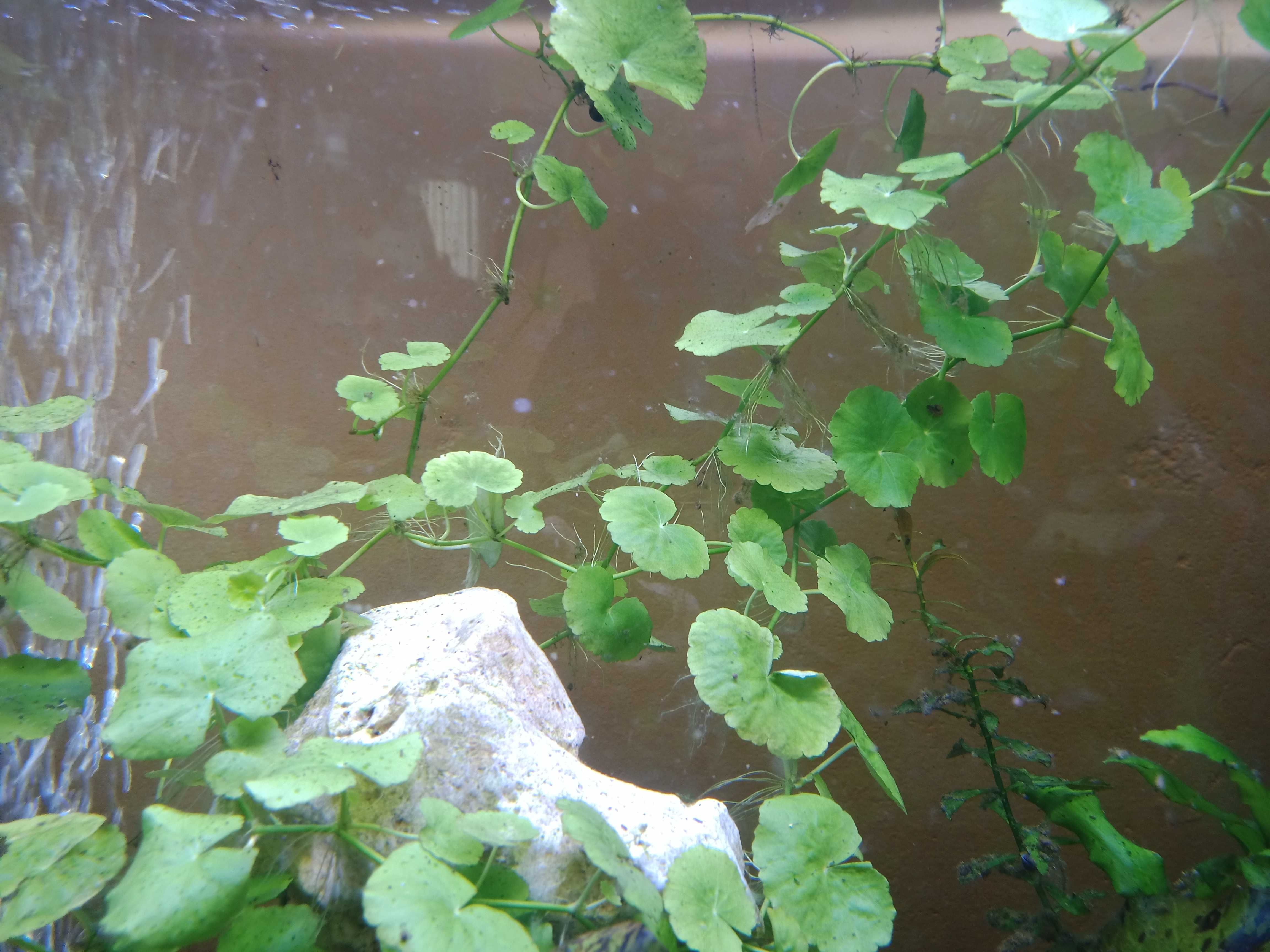 Wąkrotka białogłowa -Hydrocotyle leucocephala roślin Hydrocotyle japan