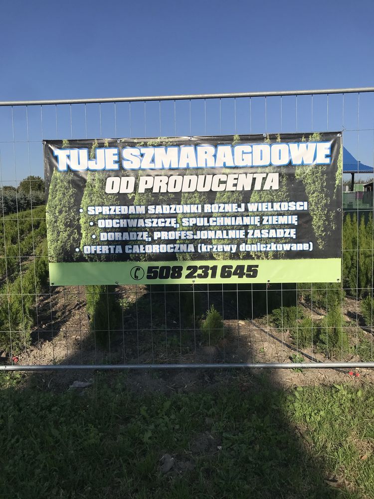 Tuja szmaragdowa tuje szmaragdowe szmaragd różne wielkości rozmiary