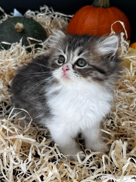 Kotka Brytyjska Długowłosa Wyprawka Badania Genetyczne Rodowód