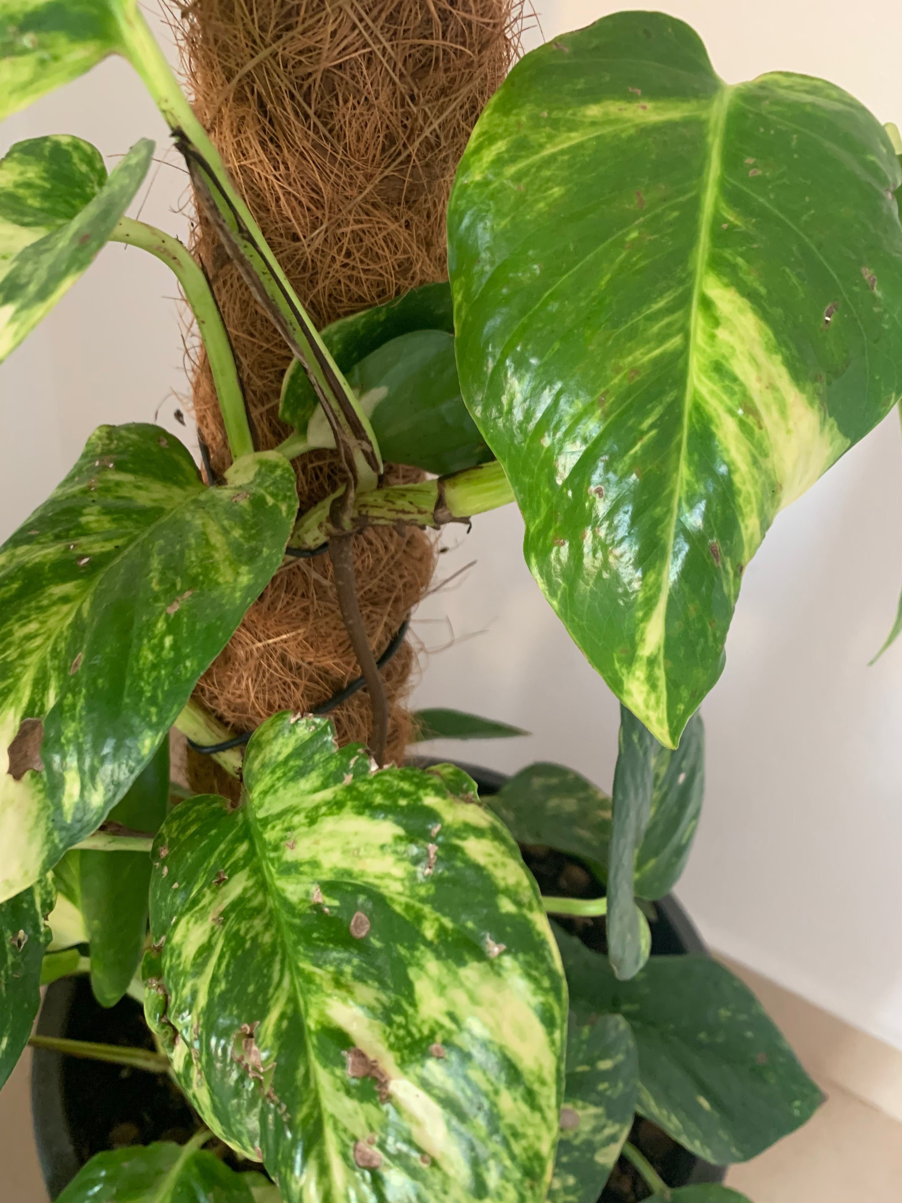 Plantas naturais de interior. Porte grande.