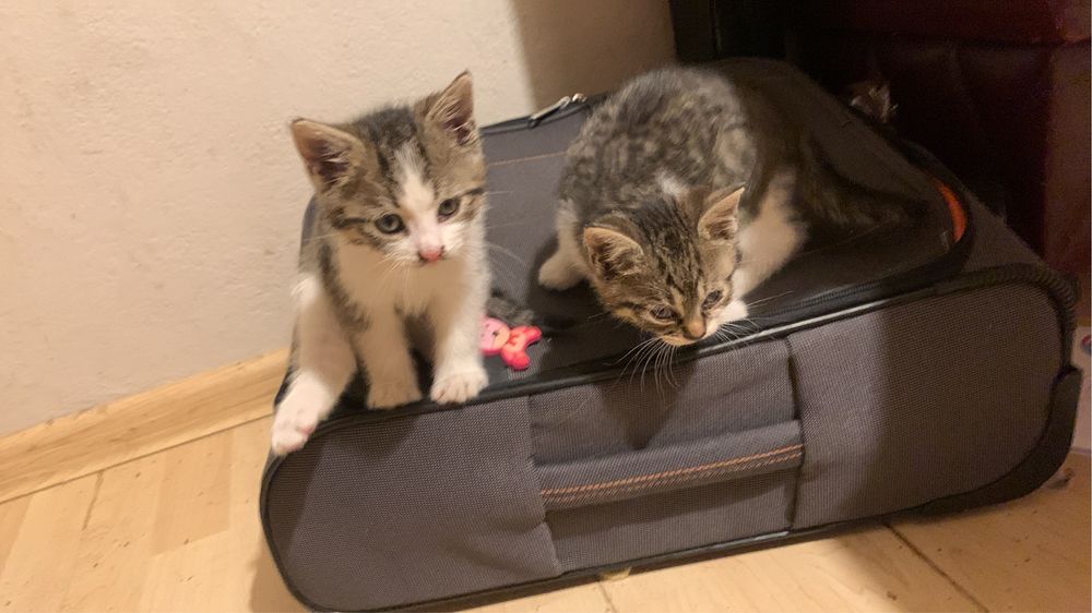 Oddam 5 małych kociaków