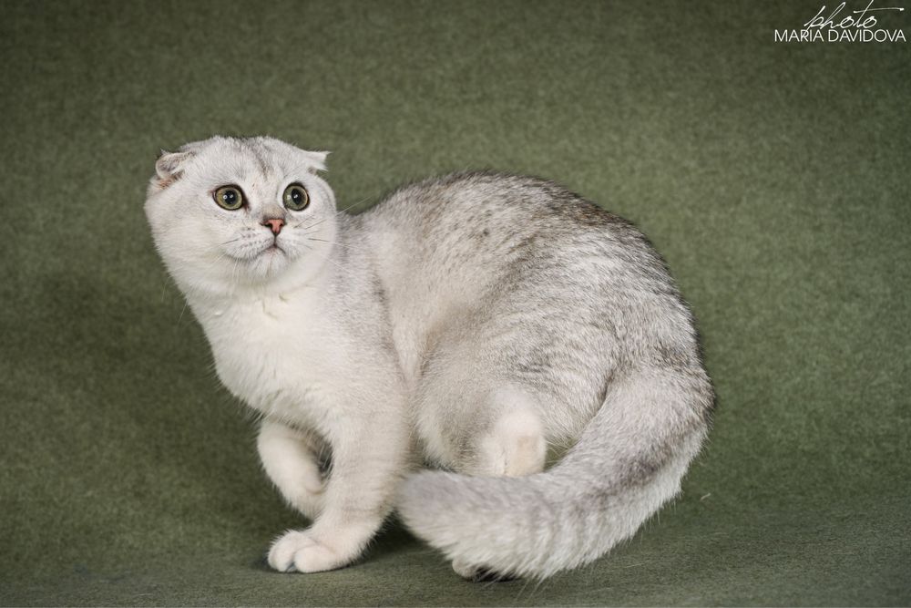 Yago шотландец 4,5 месяца