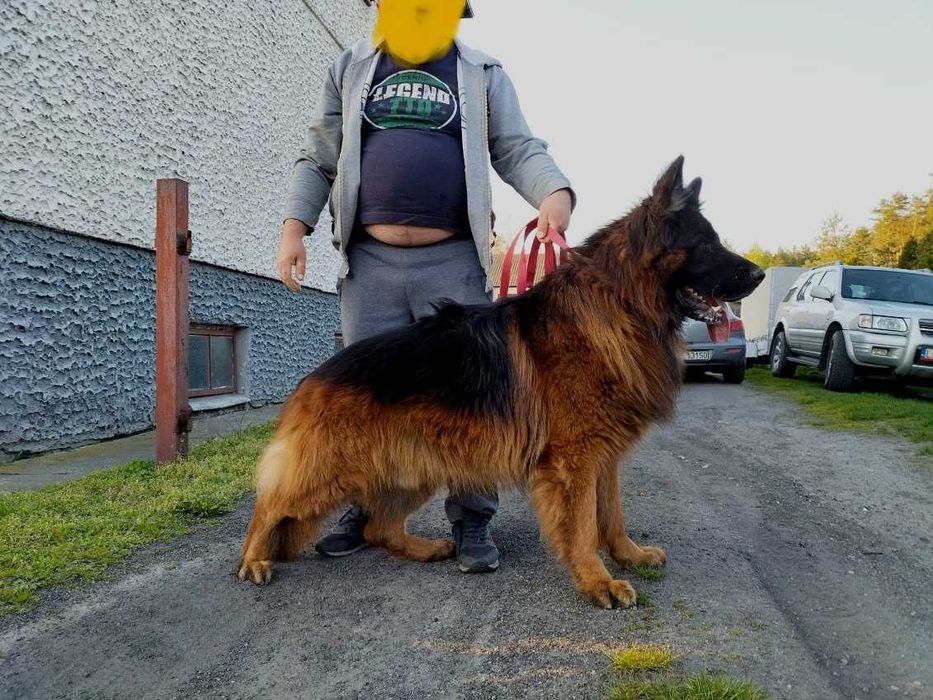 Owczarek niemiecki długowłosy suczka