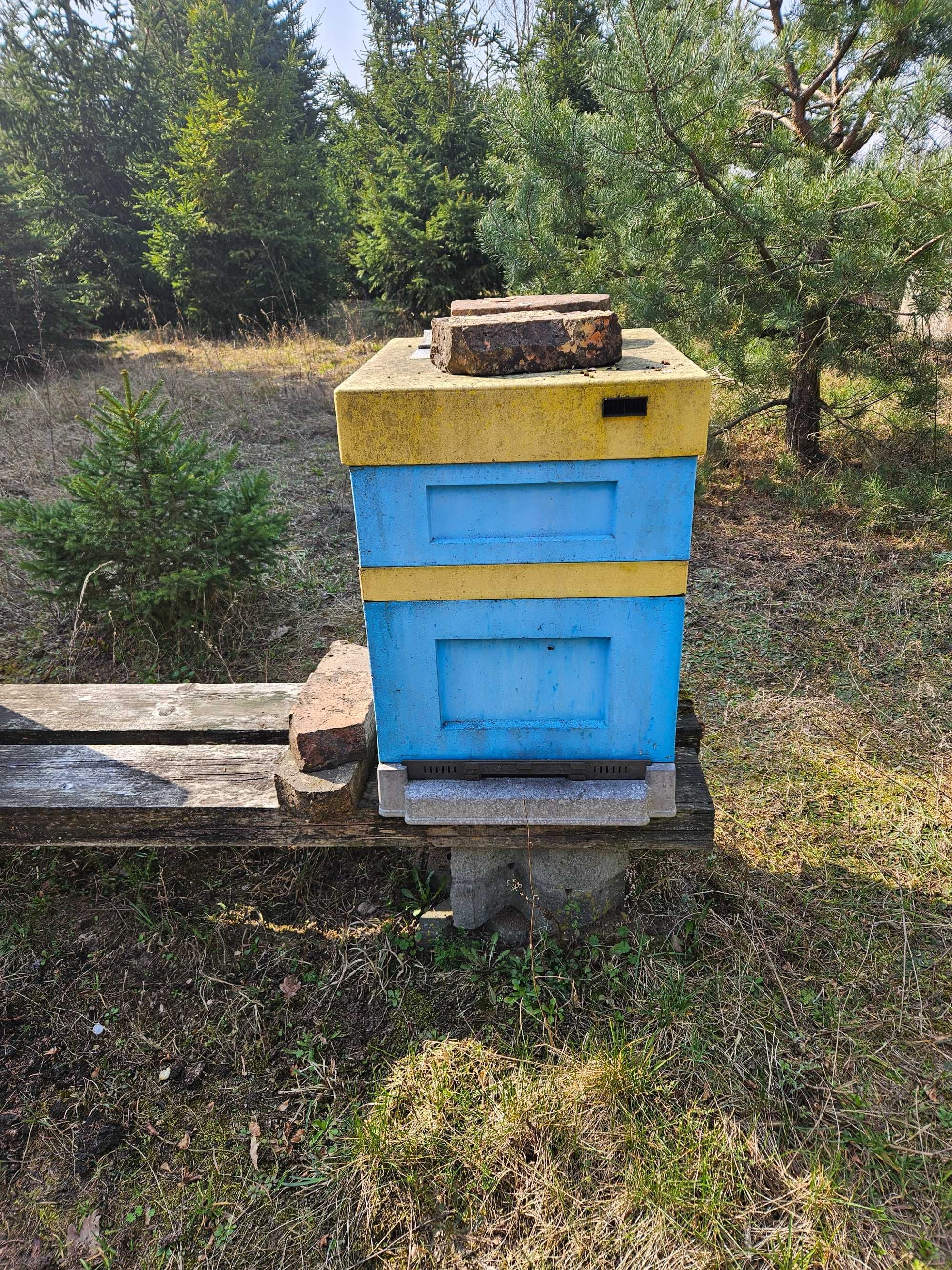 Ule wielkopolskie 12 ramkowe