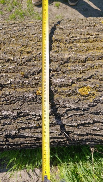 Drewno kominkowe lub dąb do dalszej obróbki