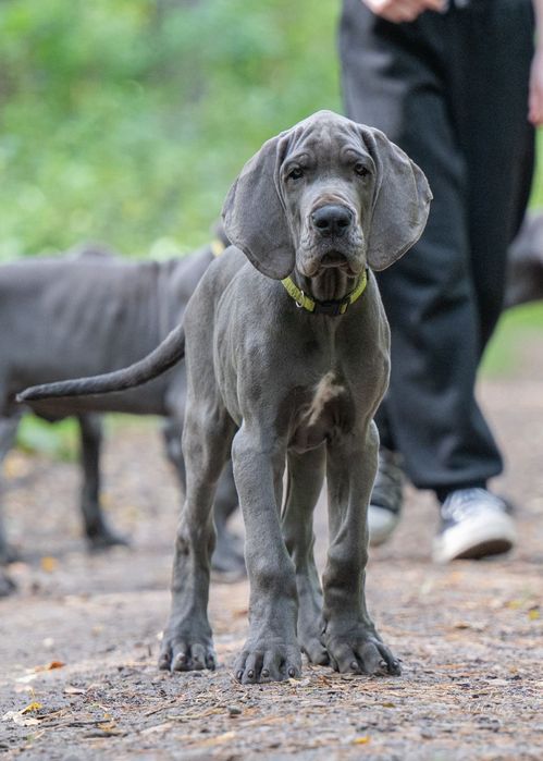Dog niemiecki błękitny chłopiec
