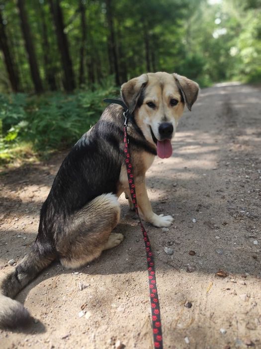 Najsłodszy Krążek szuka domu!