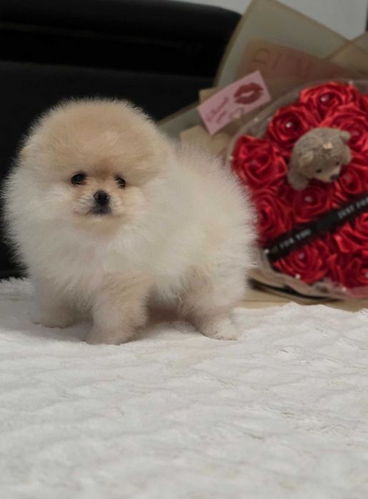 Piękna suczka  Pomeranian szpic miniaturowy kolor cream FCI
