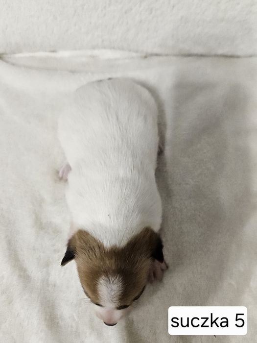 Suczka Jack Russell Terrier