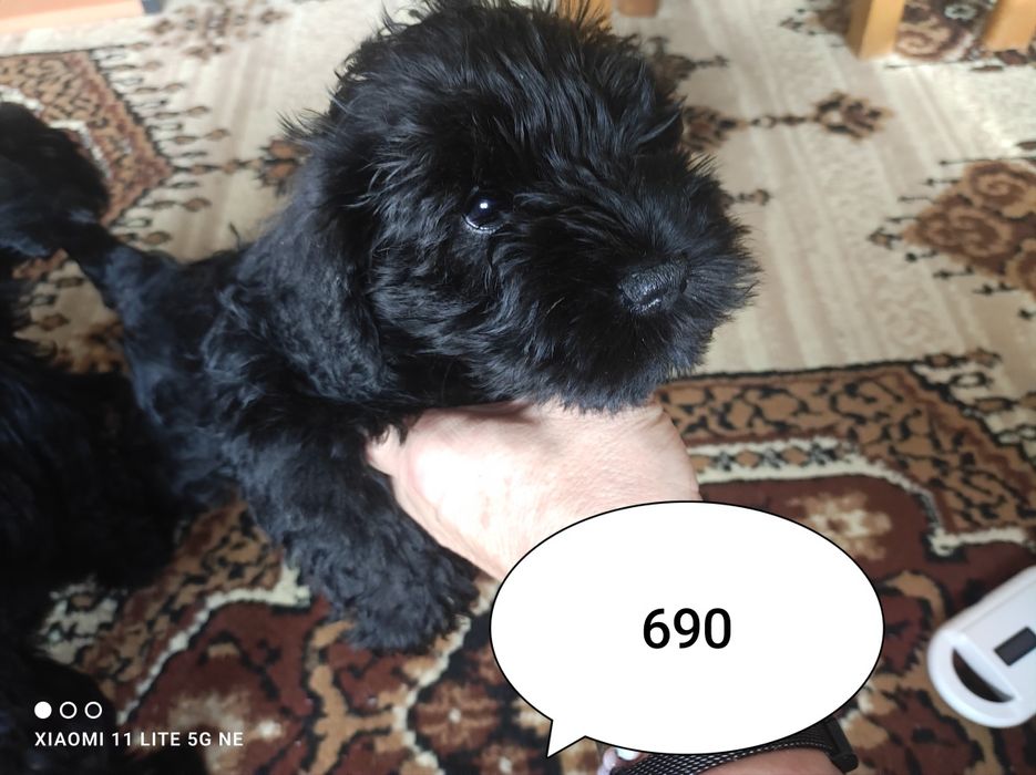 Sznaucer miniaturowy czarny piesej