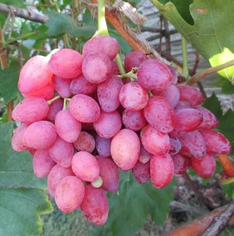 Саженцы винограда без косточек киш-миш Лучистый