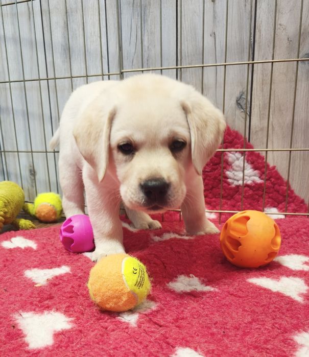 Labrador Retriever suczka, gotowa do odbioru